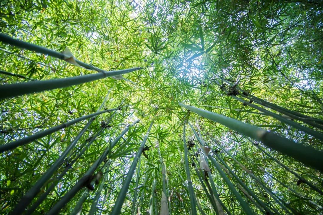 植树的古诗有哪些（关于种树的诗句古诗词） 第13张