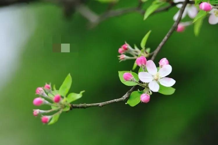 赞美春天的优美短句（形容春暖花开的句子） 第3张