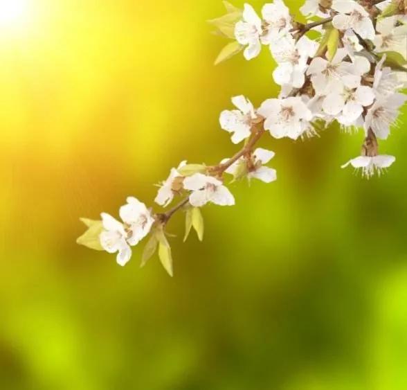 赞美春天的优美短句（形容春暖花开的句子） 第7张