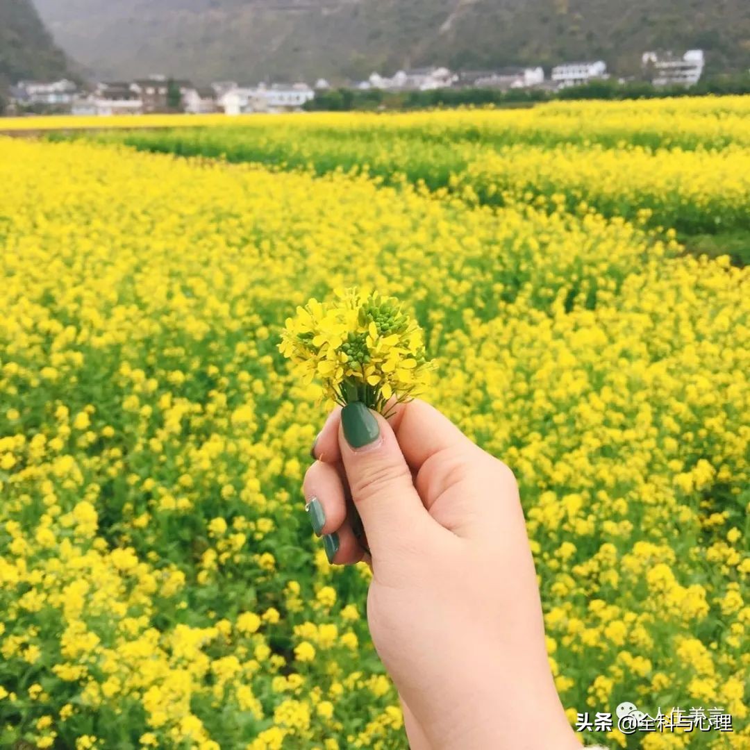 花的句子唯美心情短语（形容春暖花开的优美句子） 第1张
