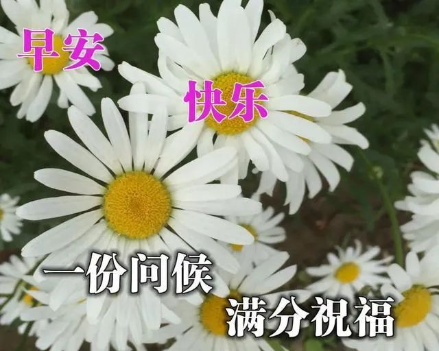祝自己好运的句子（带来好运和福气的诗句） 第7张