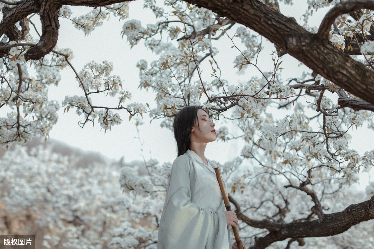 含有梨花的诗句有哪些（描写梨花的现代诗） 第1张