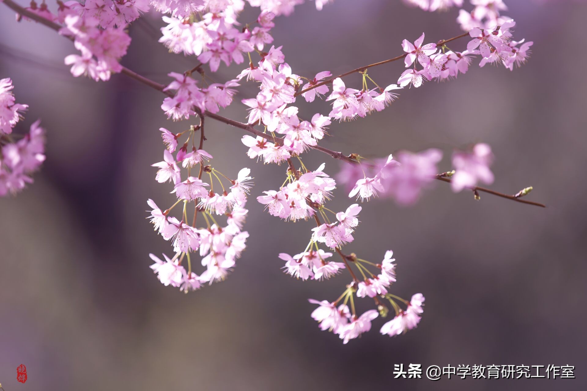 樱花的古诗有哪些（描写樱花美的唯美古诗） 第1张
