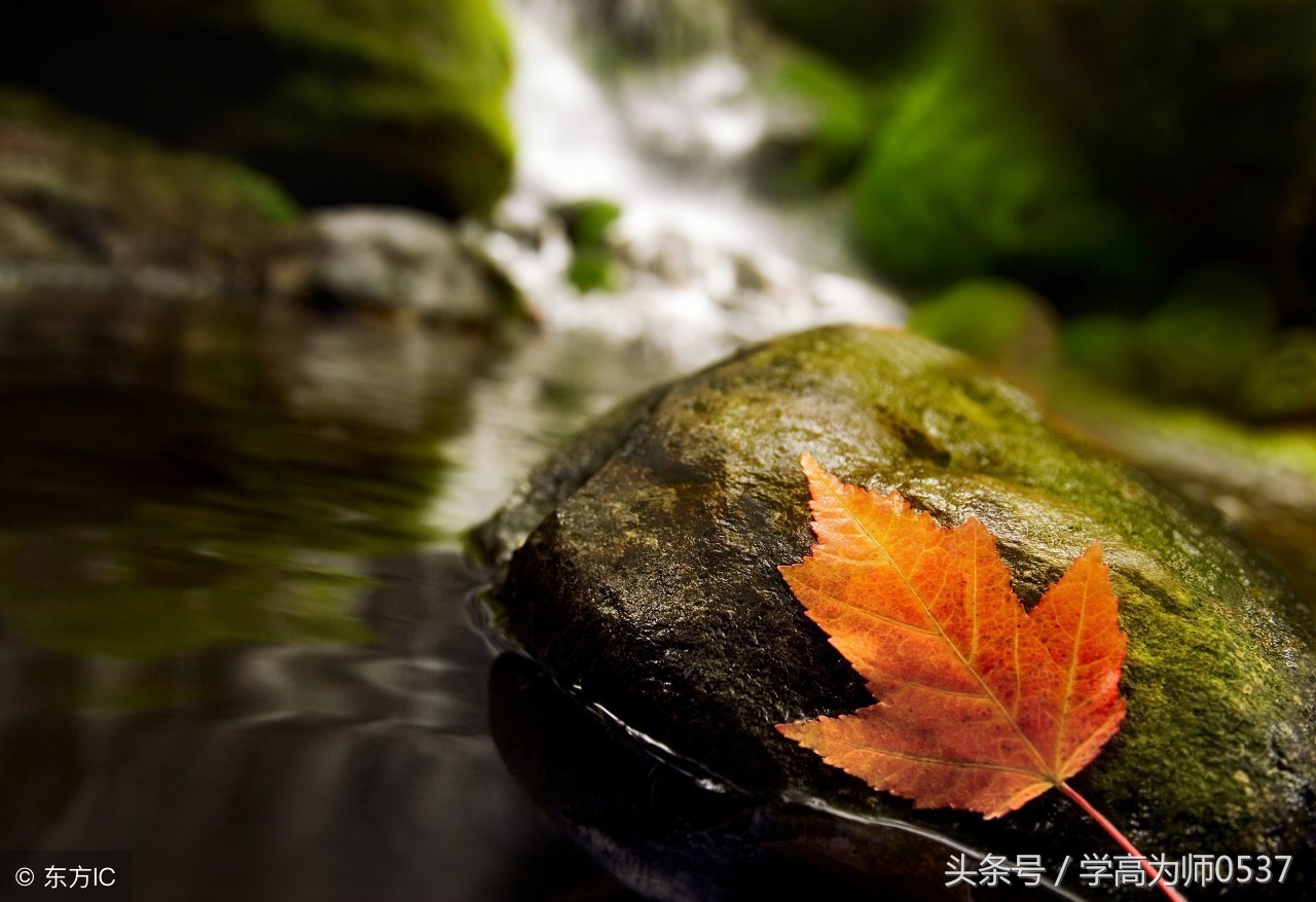 描写秋天落叶的句子（秋天落叶的伤感唯美短句） 第3张