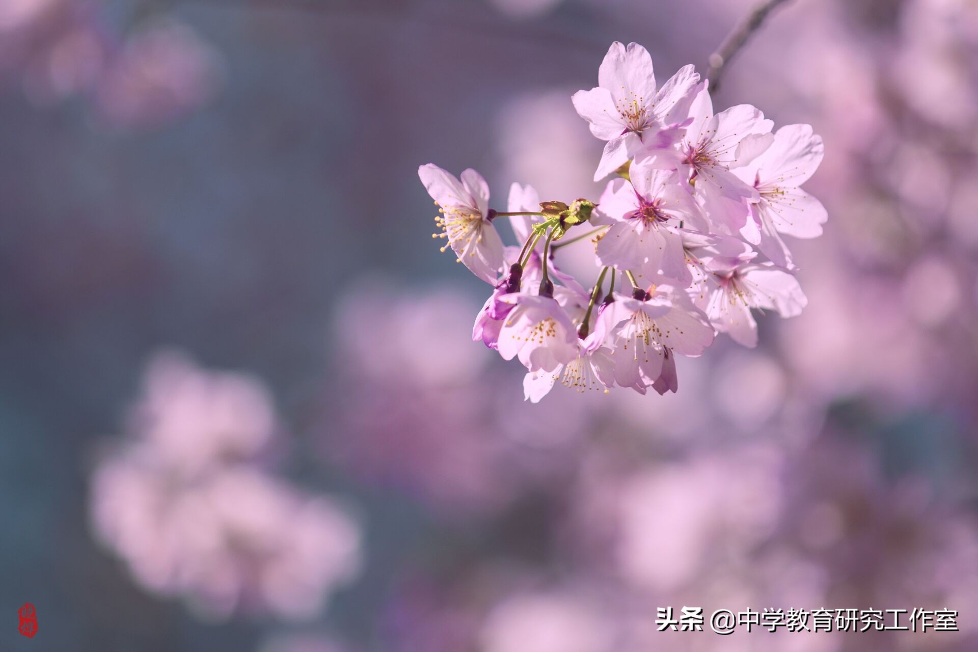 樱花的古诗有哪些（描写樱花美的唯美古诗） 第7张
