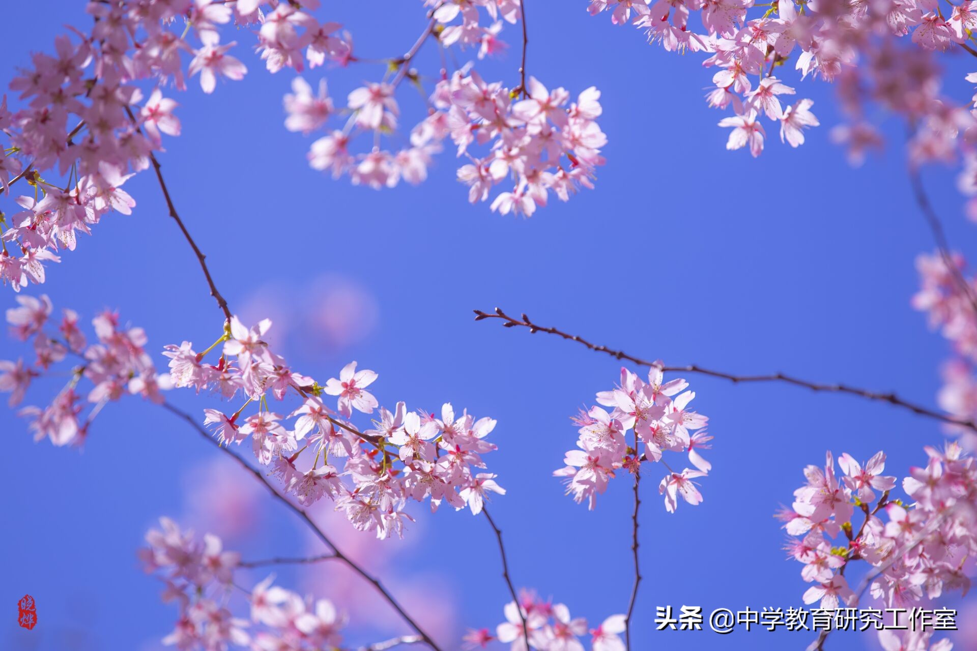 樱花的古诗有哪些（描写樱花美的唯美古诗） 第11张