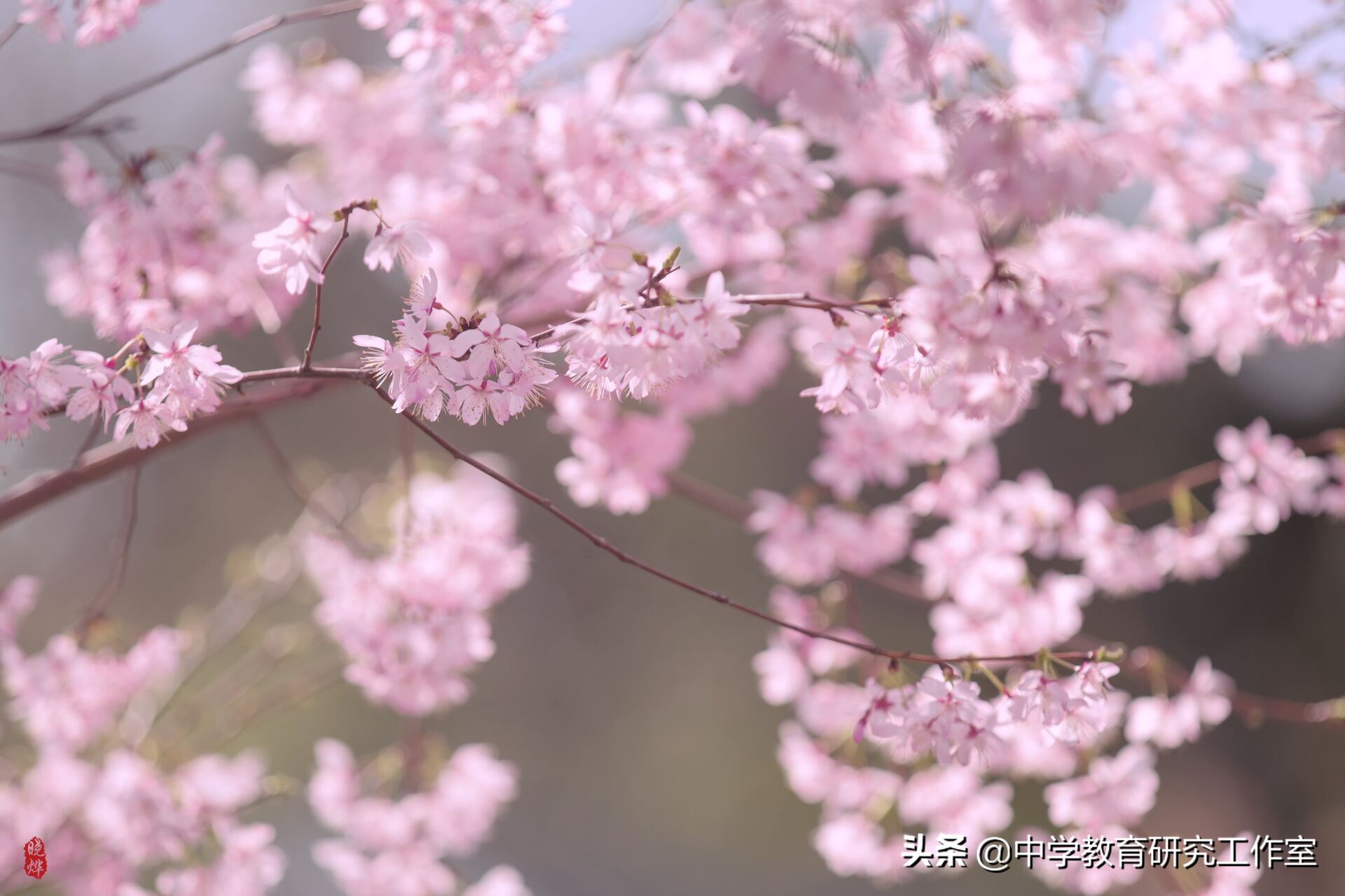 樱花的古诗有哪些（描写樱花美的唯美古诗） 第13张