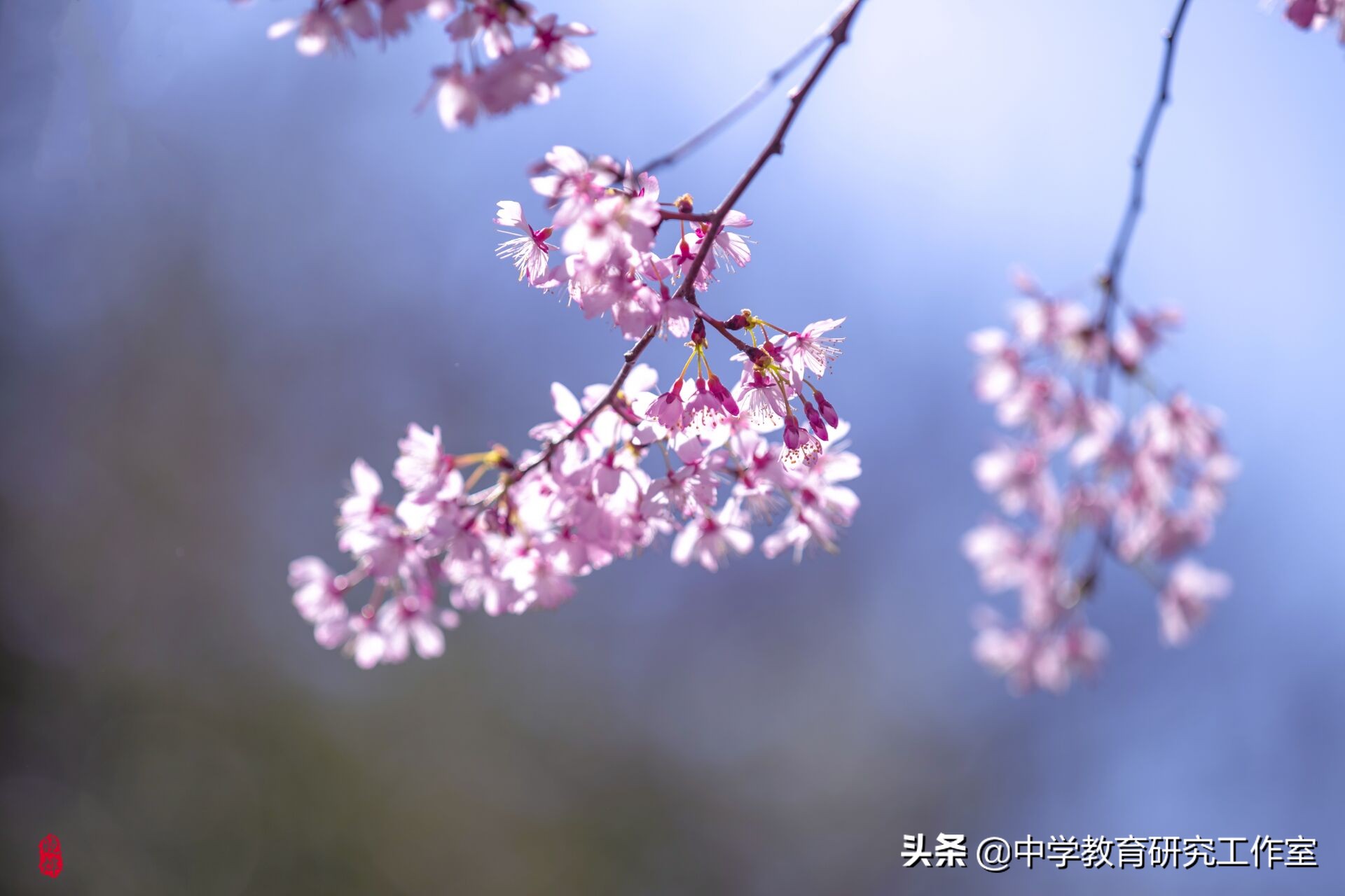 樱花的古诗有哪些（描写樱花美的唯美古诗） 第15张