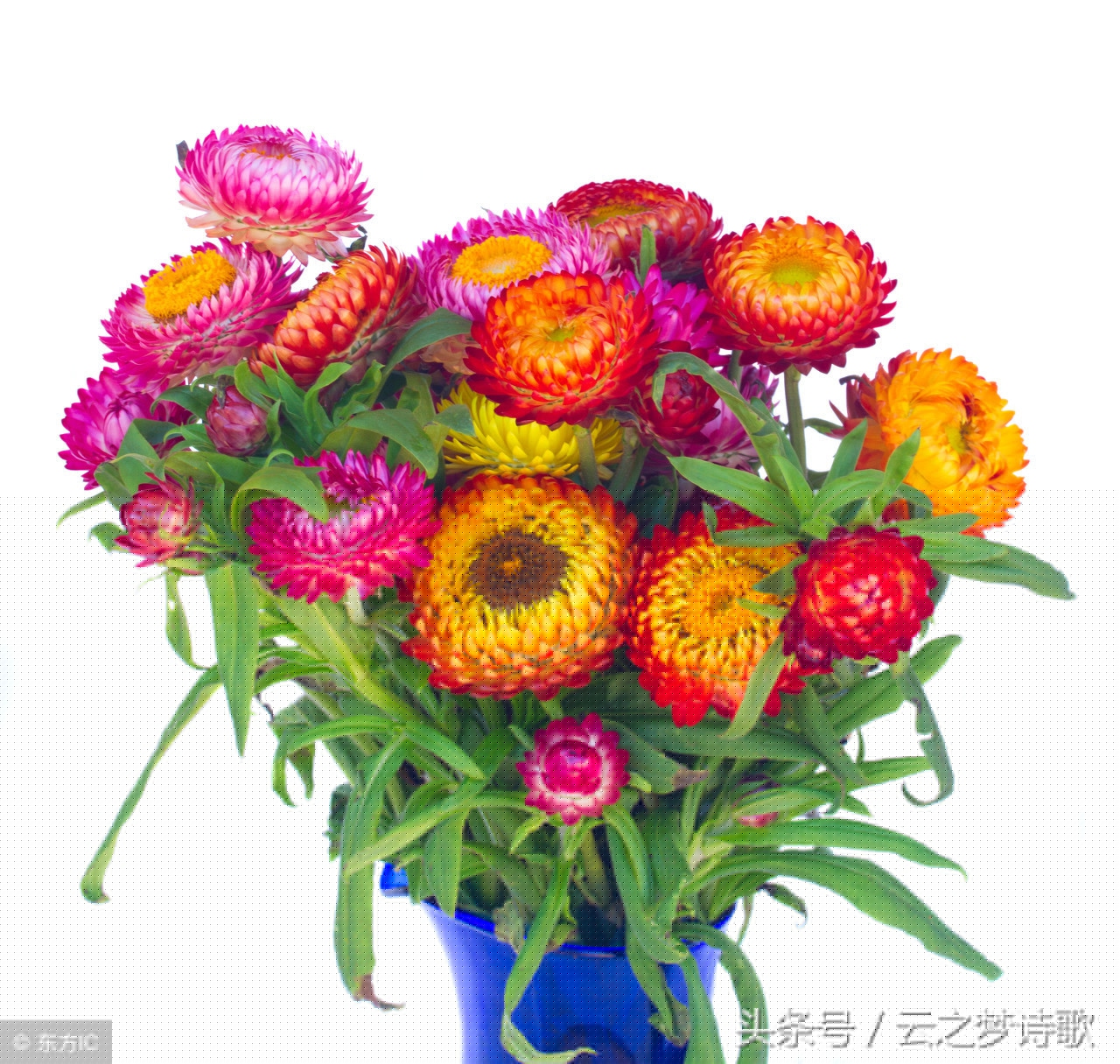赞美老师的散文诗（送给老师的10首现代诗歌） 第27张