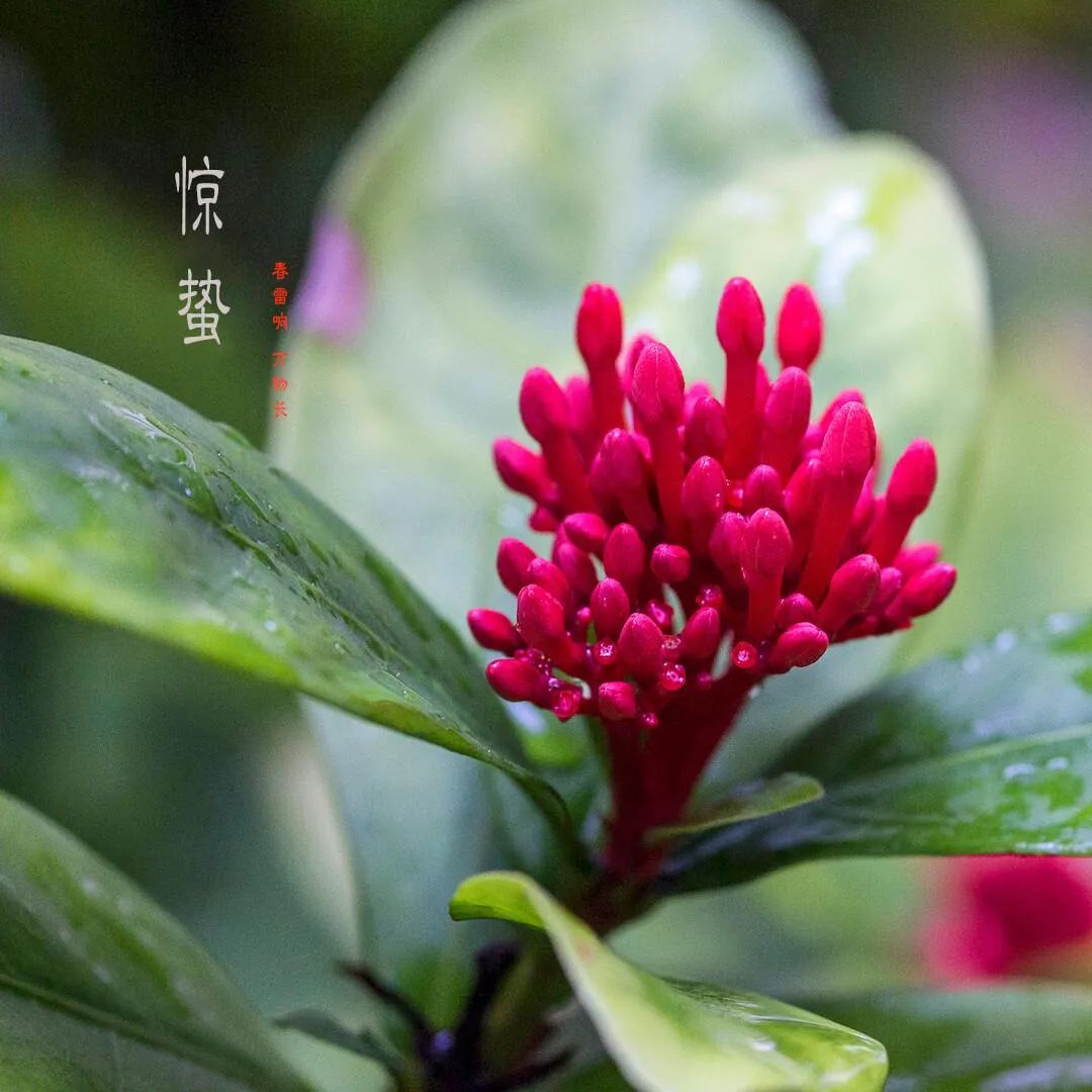 关于惊蛰的诗句唯美（描写惊蛰的诗句鉴赏） 第37张