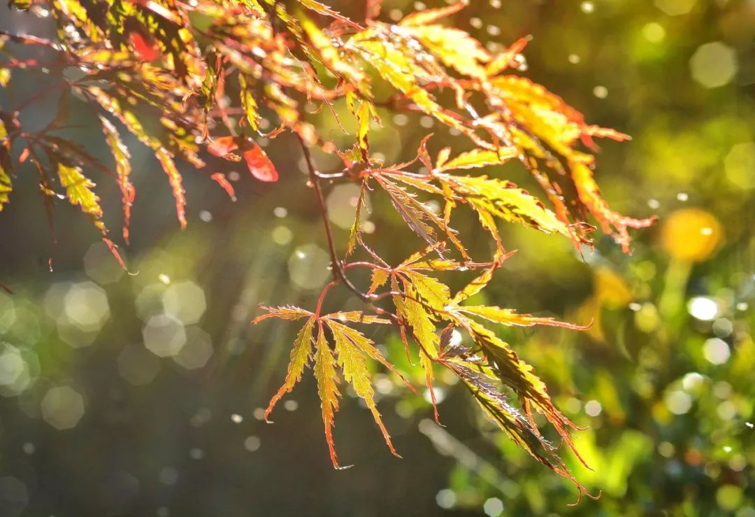 描写秋雨的唯美句子（有关秋雨的35首唯美诗句） 第1张