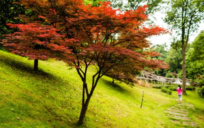 关于月亮的句子唯美伤感（借月亮表达孤独伤感说说） 第3张
