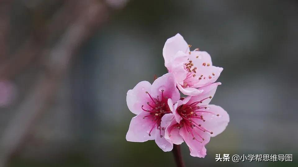 赞美桃花的优美句子（形容桃花的唯美短句） 第3张