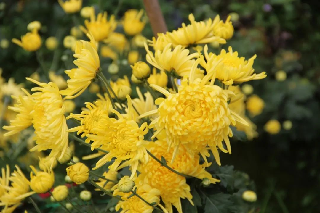 有关菊花的诗句古诗词（赞美菊花的经典诗句） 第11张