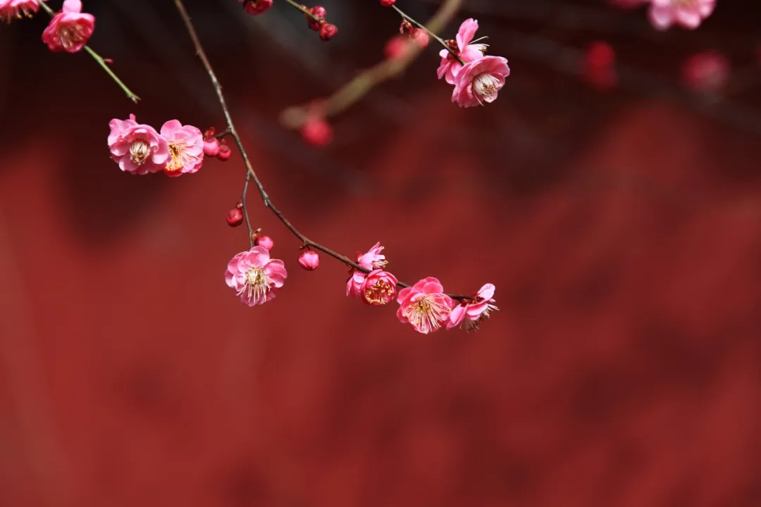 形容梅花的优美句子（最经典的梅花诗赏析） 第5张