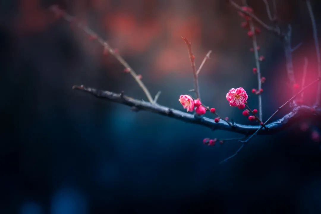 形容梅花的优美句子（最经典的梅花诗赏析） 第9张