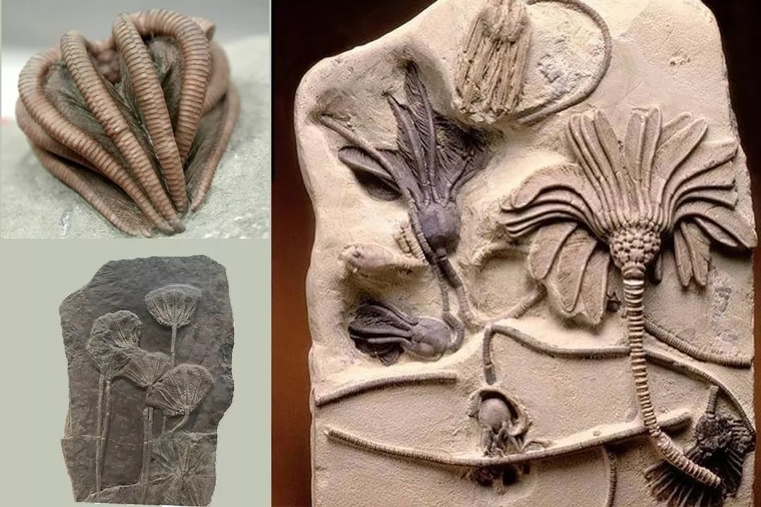 玉兔二号又有新发现，月球上找到半透明玻璃球，火星也有类似物体 第21张