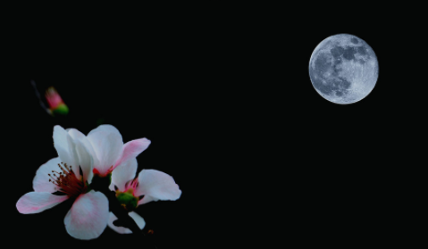 中秋节的好句摘抄大全（描写中秋节的唯美语录） 第1张