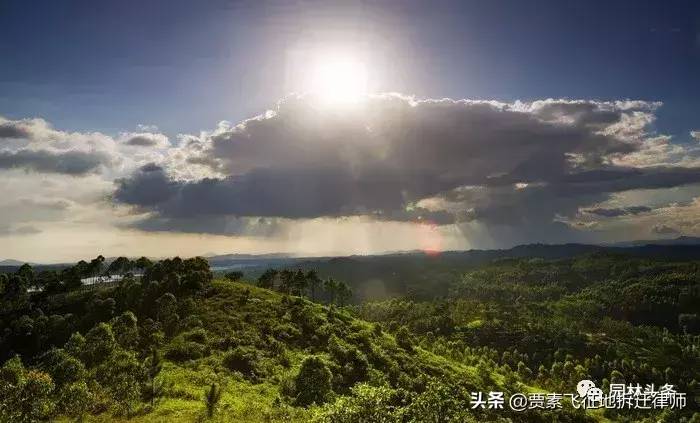 林地补偿包括什么内容（林地征地土地的补偿规定） 第5张
