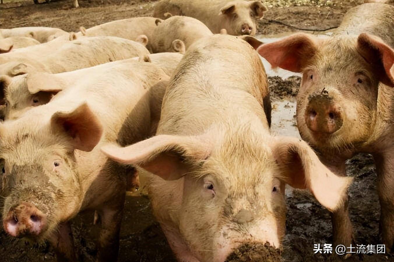 养殖业补贴如何申请（2022年关于养殖用地最新政策） 第1张
