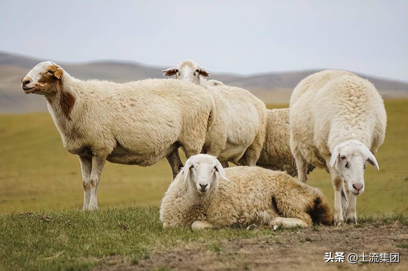 养殖业补贴如何申请（2022年关于养殖用地最新政策） 第3张