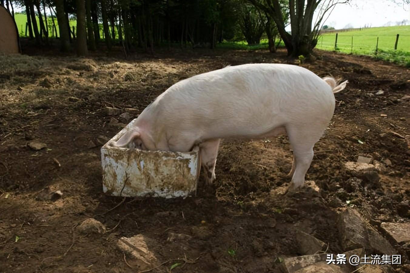 养殖业补贴如何申请（2022年关于养殖用地最新政策） 第5张