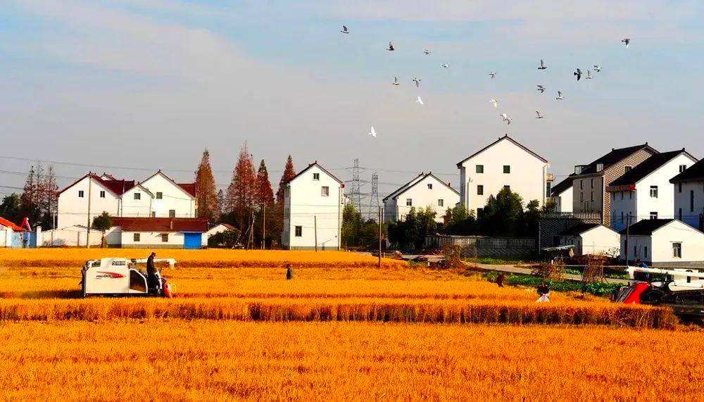 农村土地管理法全文是什么（最新农村宅基地相关法律） 第1张