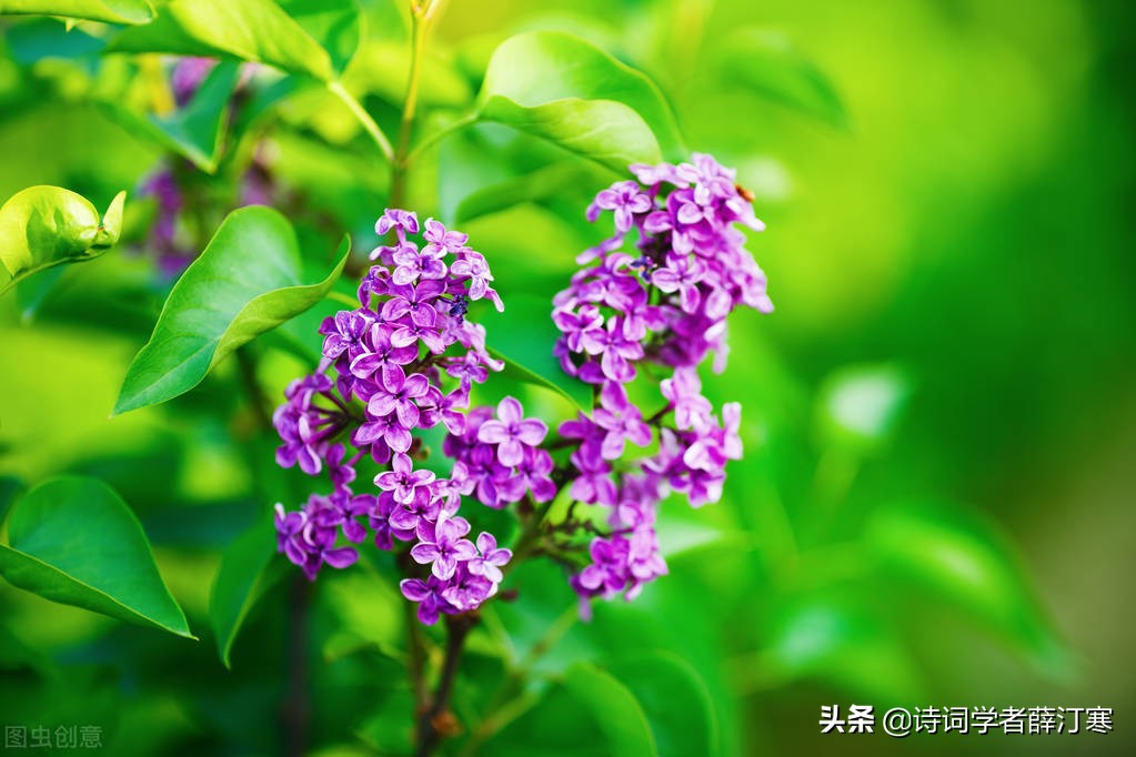 春风的诗句有哪些（关于描写春风的诗句） 第11张
