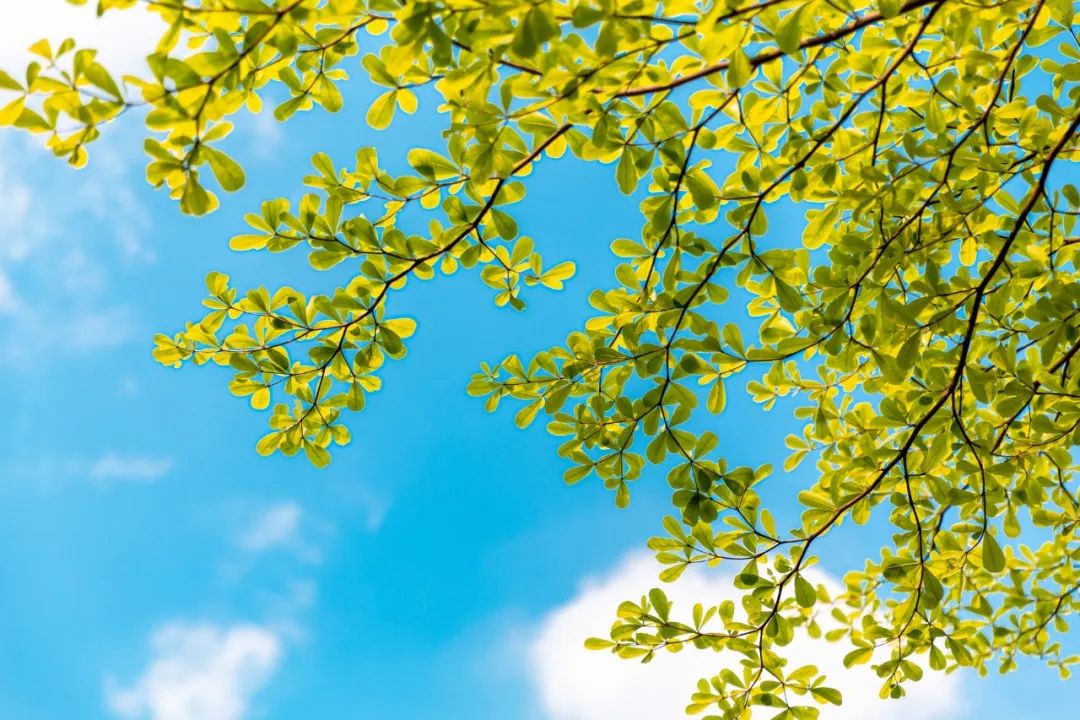 夏天的成语大全（夏天成语大全短句分享） 第3张