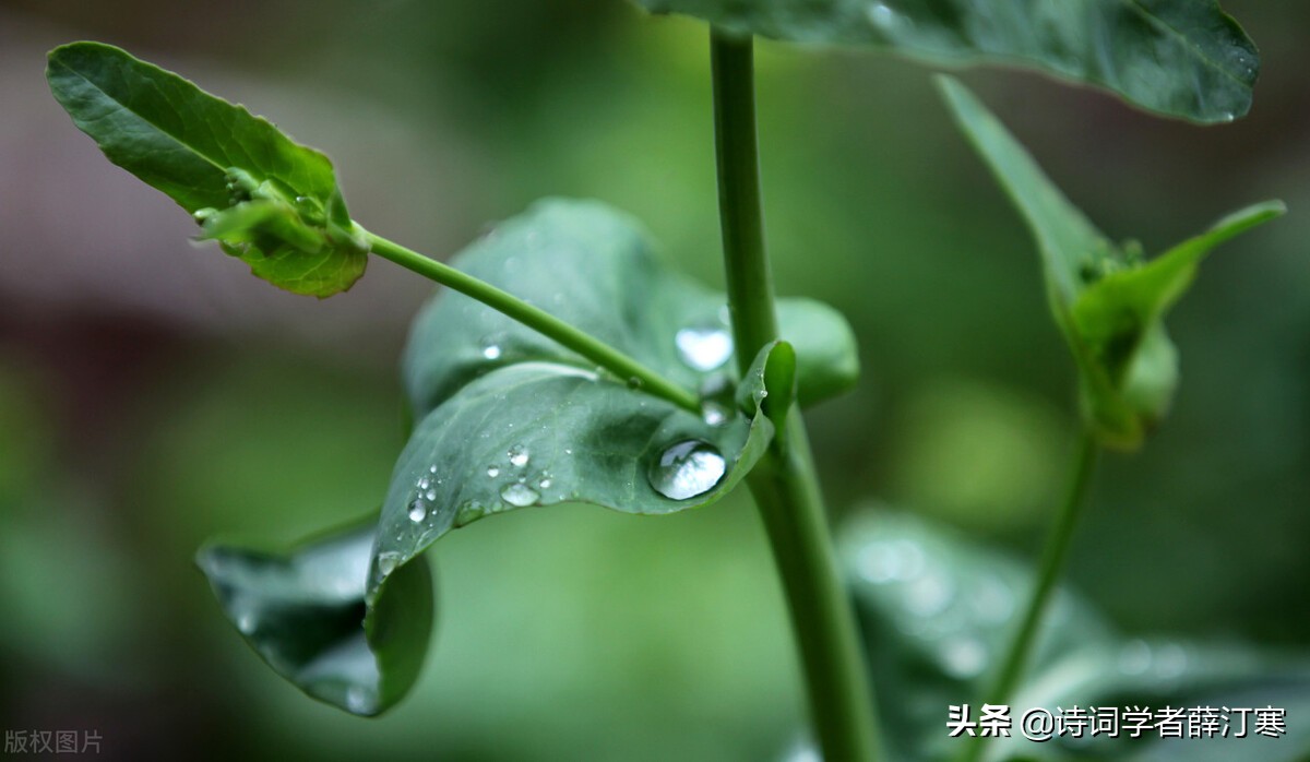春风的诗句有哪些（关于描写春风的诗句） 第17张