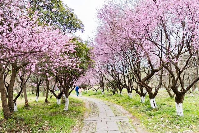 杭州旅游十大必去打卡景点 第157张