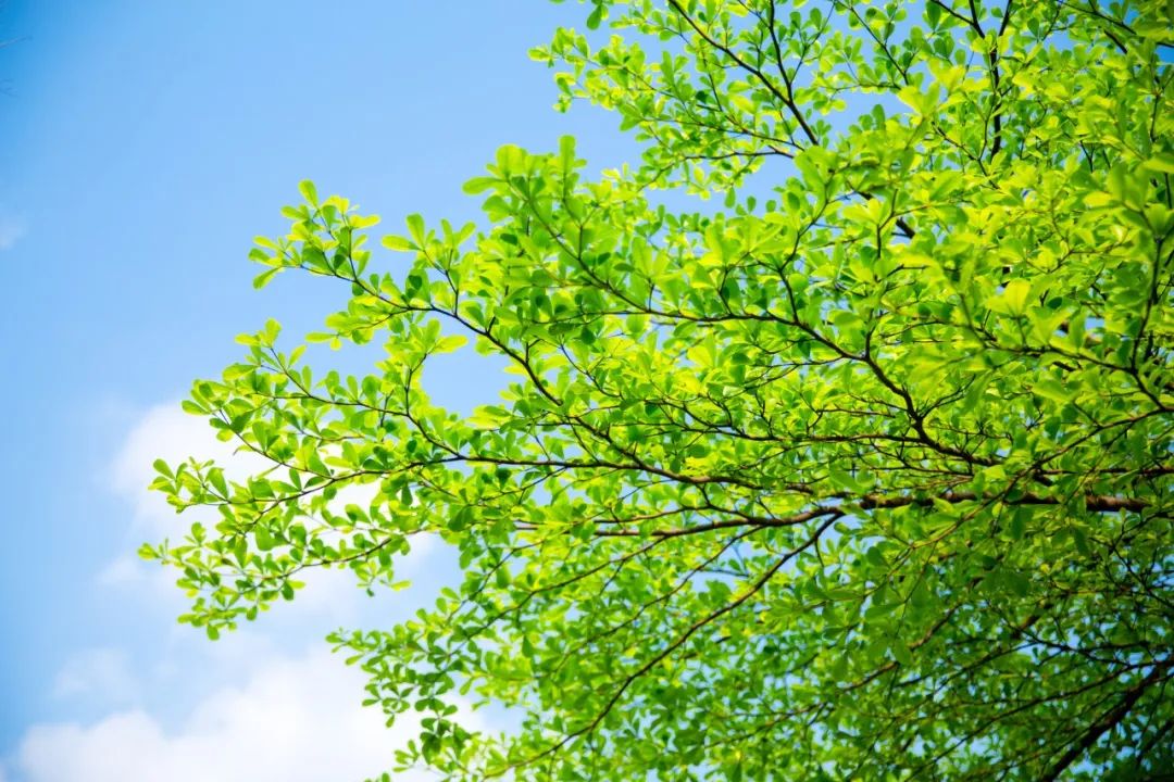 夏天的成语大全（夏天成语大全短句分享） 第5张