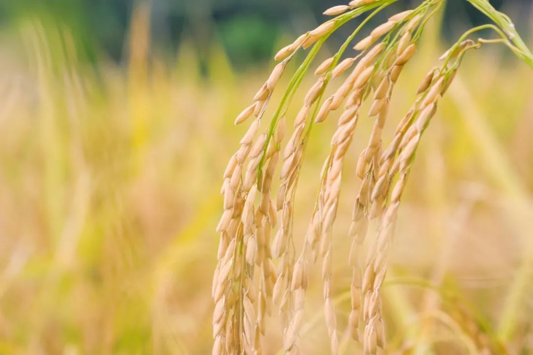 夏天的成语大全（夏天成语大全短句分享） 第17张