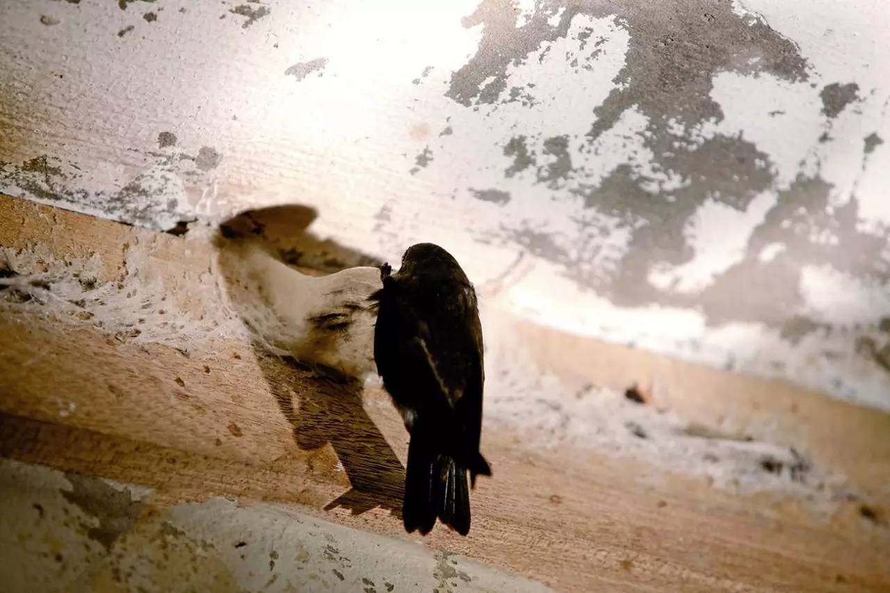 小哥筑屋引燕一个月产5斤燕窝，金丝燕口水制成，凭啥一斤卖万元 第17张