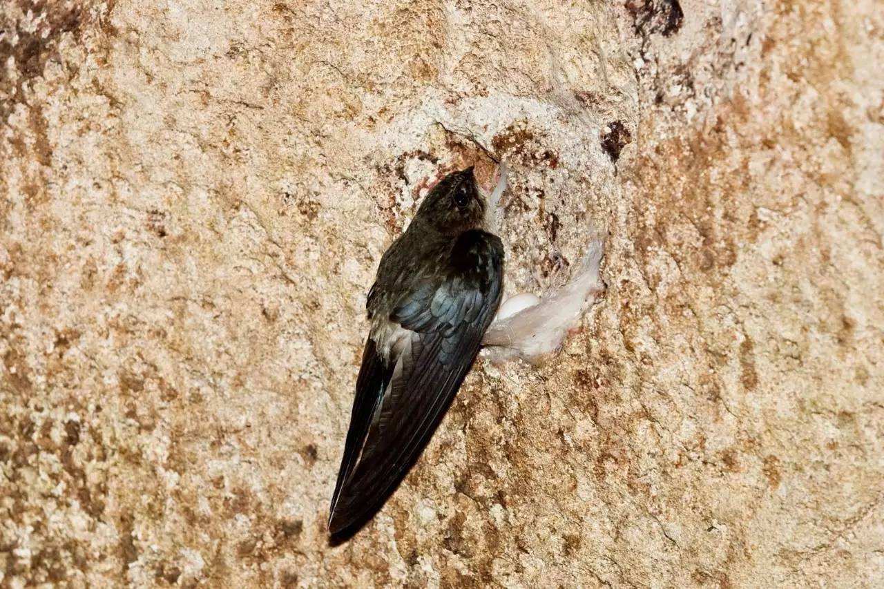 小哥筑屋引燕一个月产5斤燕窝，金丝燕口水制成，凭啥一斤卖万元 第27张