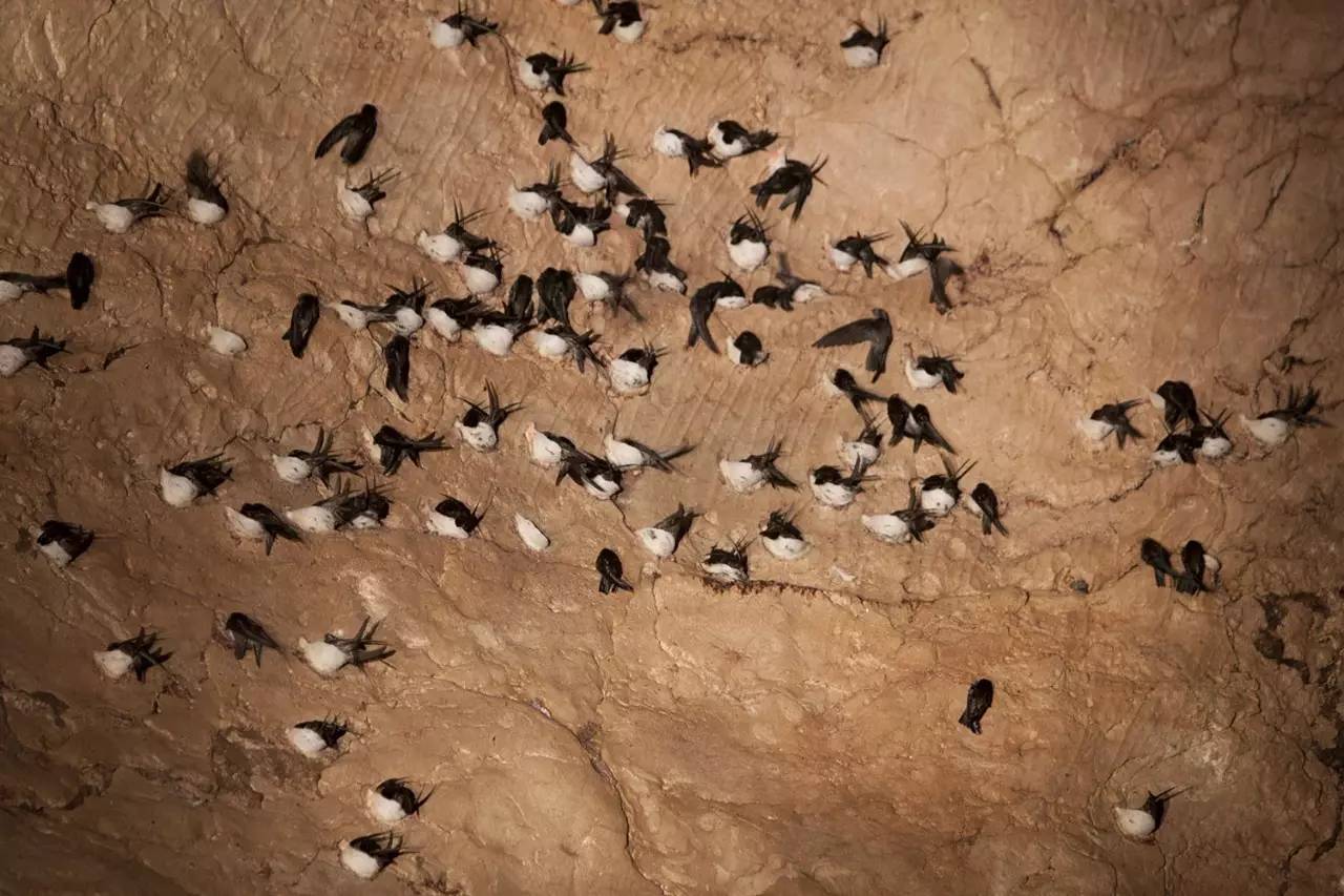 小哥筑屋引燕一个月产5斤燕窝，金丝燕口水制成，凭啥一斤卖万元 第11张