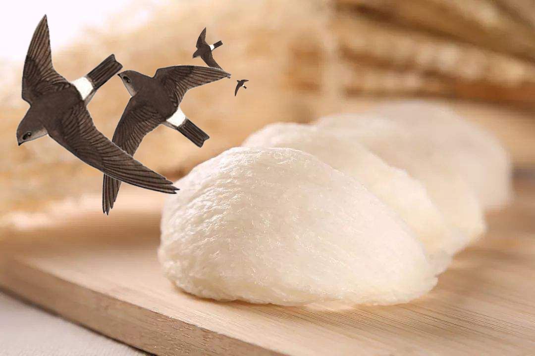 小哥筑屋引燕一个月产5斤燕窝，金丝燕口水制成，凭啥一斤卖万元 第29张