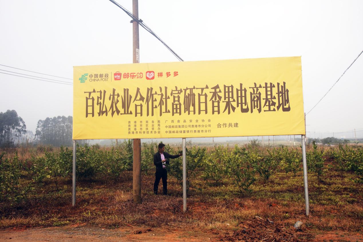 中国邮政与拼多多合作，三年内将打造150个中国邮政农产品基地 第7张
