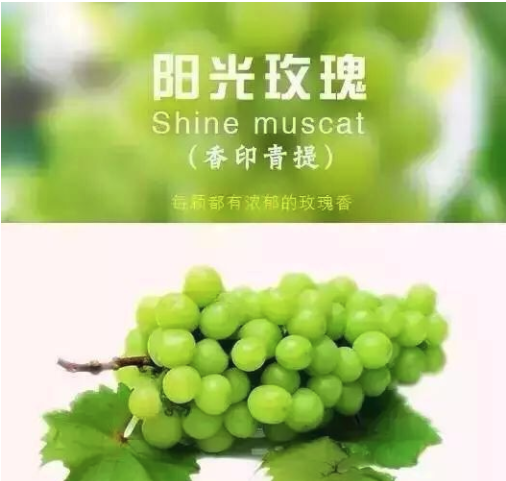 葡萄免费吃3年，农庄老板3天收款139万，背后模式设计很巧妙 第9张