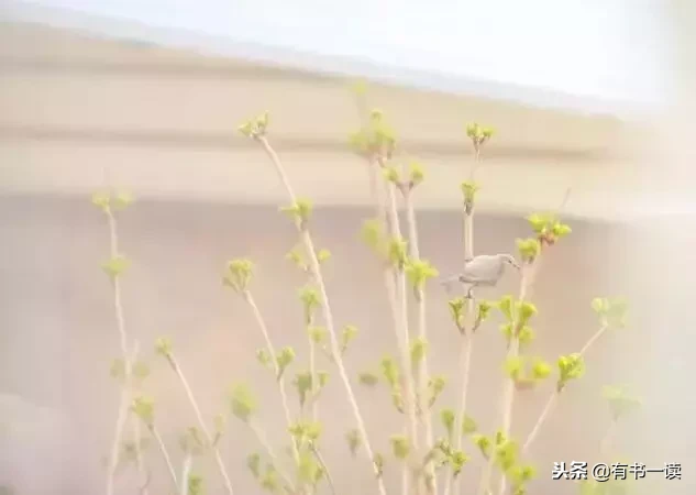 席慕蓉十首经典诗词（现代诗席慕容最经典） 第1张