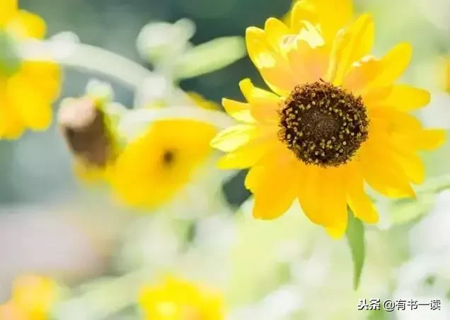 席慕蓉十首经典诗词（现代诗席慕容最经典） 第5张