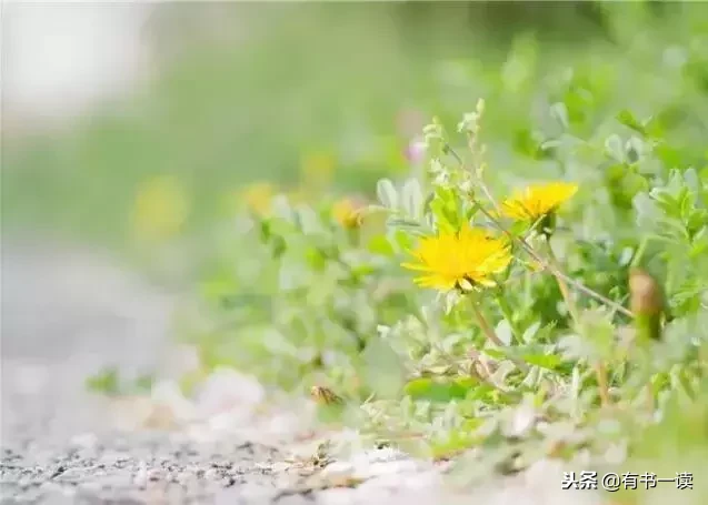 席慕蓉十首经典诗词（现代诗席慕容最经典） 第9张