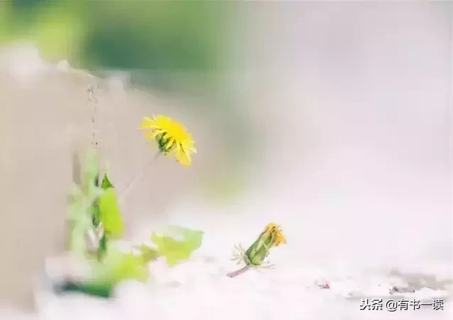席慕蓉十首经典诗词（现代诗席慕容最经典） 第13张