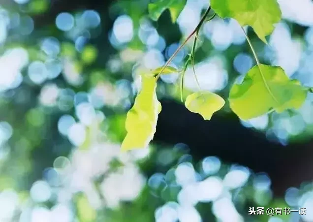席慕蓉十首经典诗词（现代诗席慕容最经典） 第15张