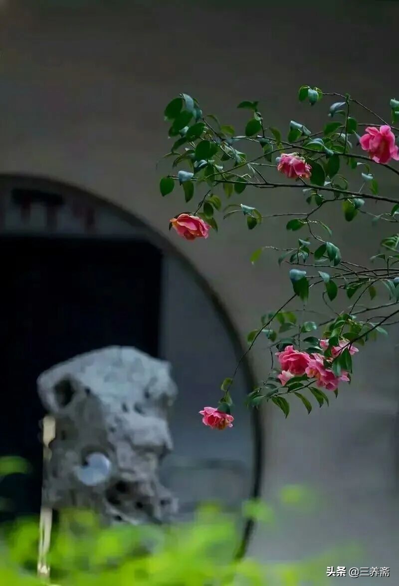画鸡唐寅翻译（画鸡唐寅古诗赏析） 第11张