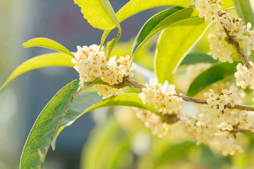 重阳节的古诗大全（关于重阳节的诗词赏析） 第7张