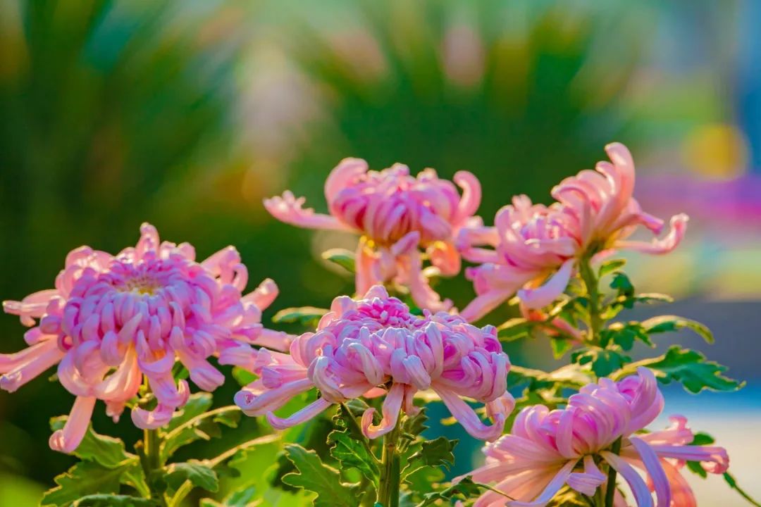 重阳节的古诗大全（关于重阳节的诗词赏析） 第19张