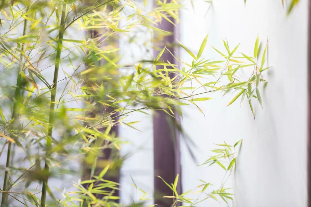 咏物的古诗有哪些（托物言志的古诗句欣赏） 第7张