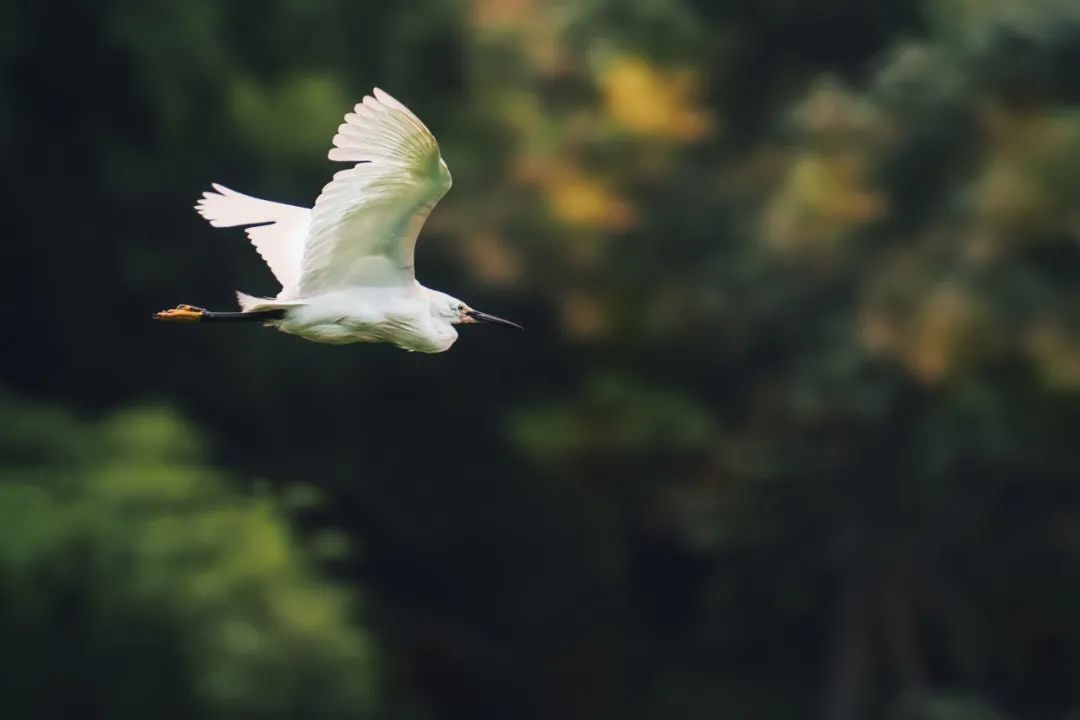 咏物的古诗有哪些（托物言志的古诗句欣赏） 第21张