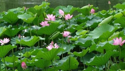 桂枝香金陵怀古赏析（桂枝香金陵怀古文学短评） 第3张